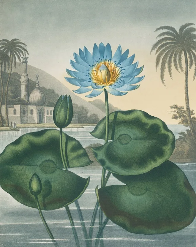 blue lotus with minaret in the background