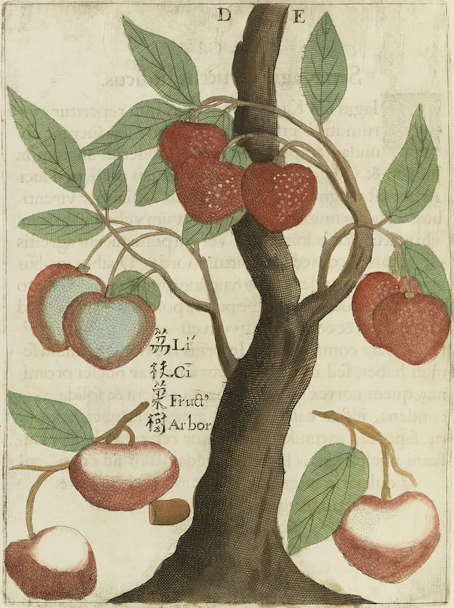 old plate of botanical print of lychee plant