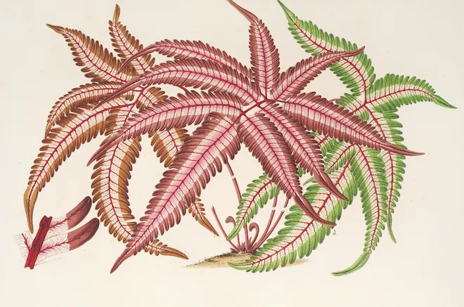 nineteenth century botanical print in greens and reds