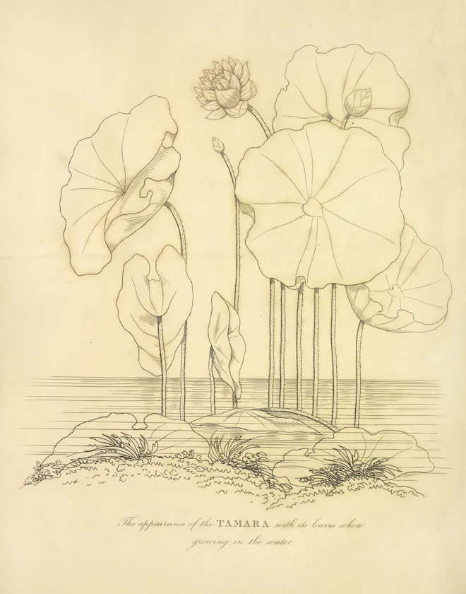very light nineteenth century line drawing of several plants