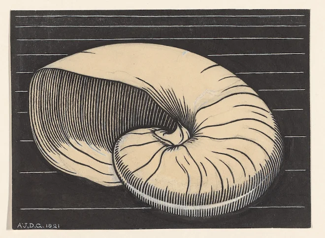 line drawing of a nautilus shell against a dark background