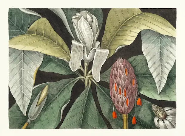 color drawing of tropical flowers and leaves