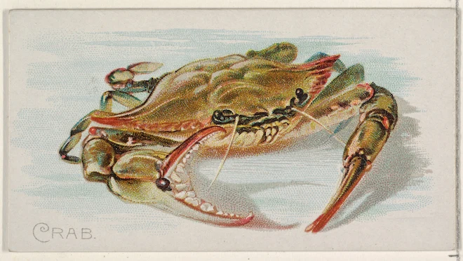 line drawing with colored pencil of a crab 