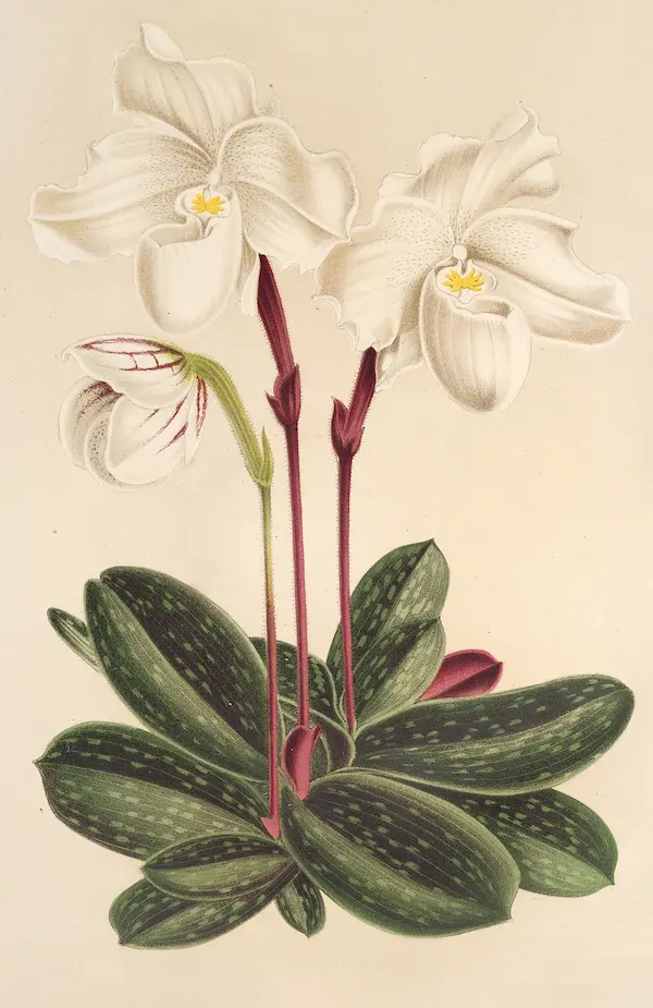 19th century drawing of tropical flower Cypripedium niveum