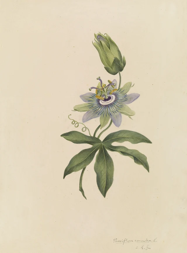 watercolor of a tropical plant from the 18th century
