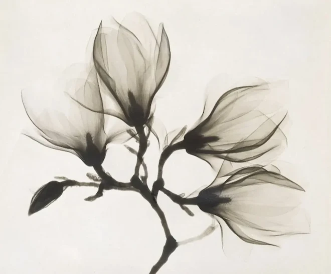 X-ray photograph of a flower against a white background