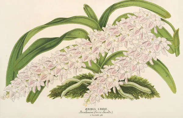 1860 drawing of aerides lobbii flower in green and white