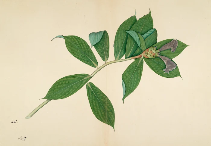 1780 drawing of a Crepe Ginger Plant
