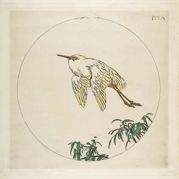vintage drawing of a egret flying above bamboo. 