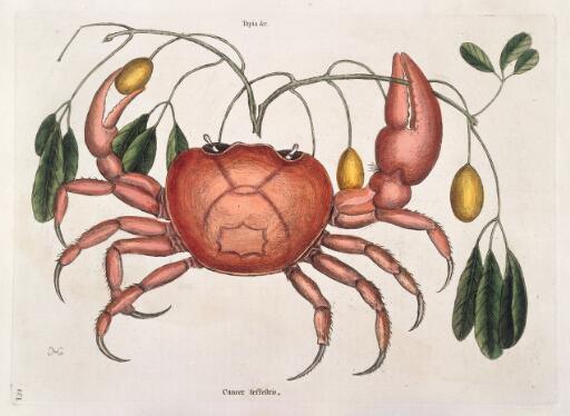 Land crab with Tapia trifolia plant, 1731, unknown artist
