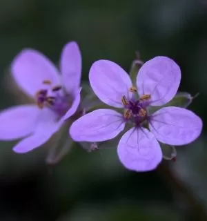 mindfulness and the tiny purple flowers by the side of the road