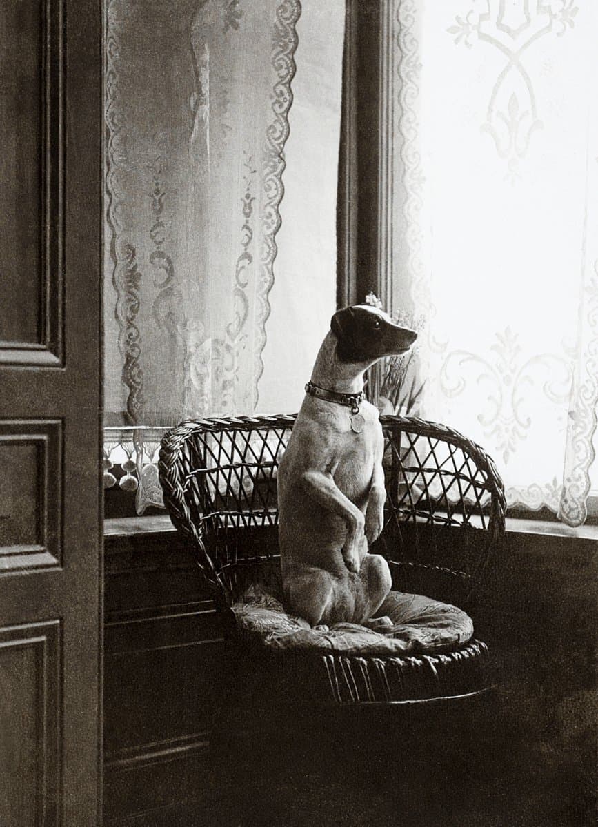 This dog appears to know why meditation is important-- Sitting dog in a chair by a window (190) by anonymous. Original from The Rijksmuseum.