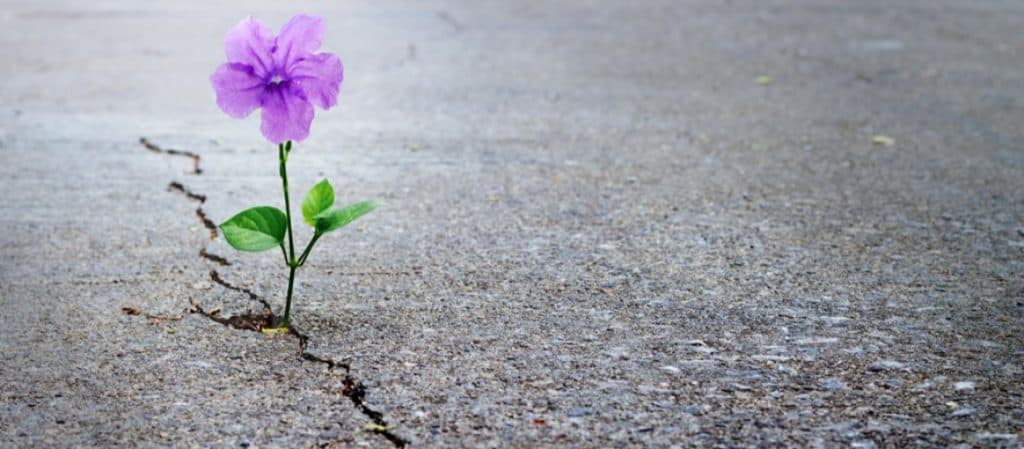 notice a tiny purple flower growing through the side of the road-that's her relience